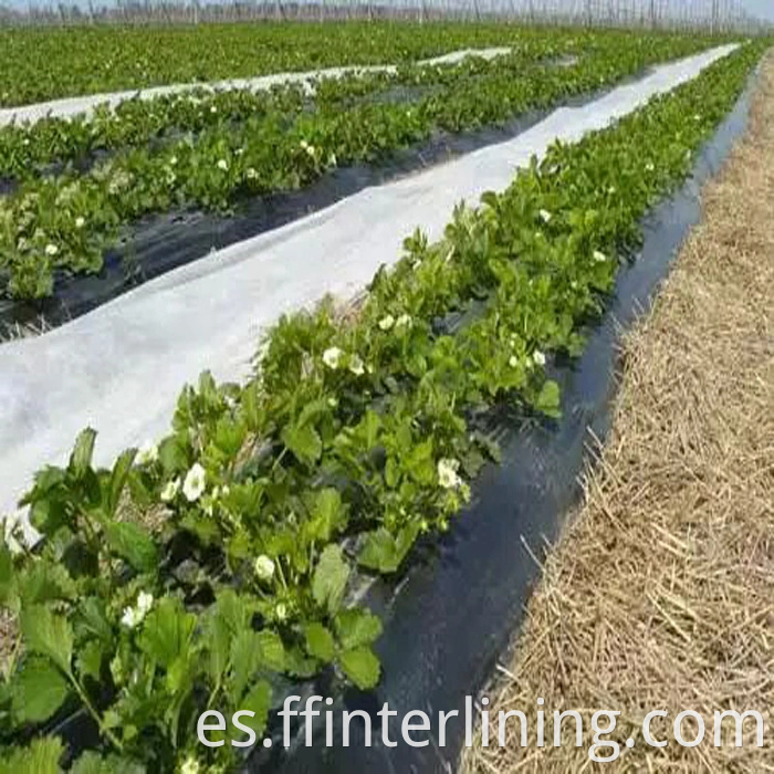 Tela no tejida agrícola de los PP / no tejido de los PP / no tejido de Spunbond de la cubierta de la fila de la cosecha